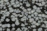 Polished Snowflake Obsidian Section - Utah #117783-1